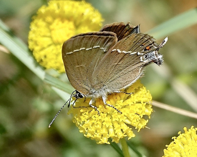 blue-spot hairstreak
